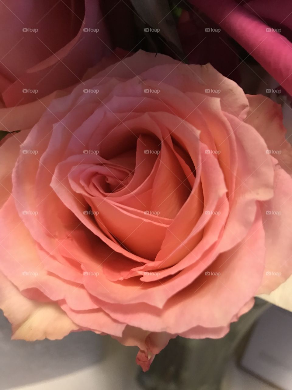 Perfect pink rose.