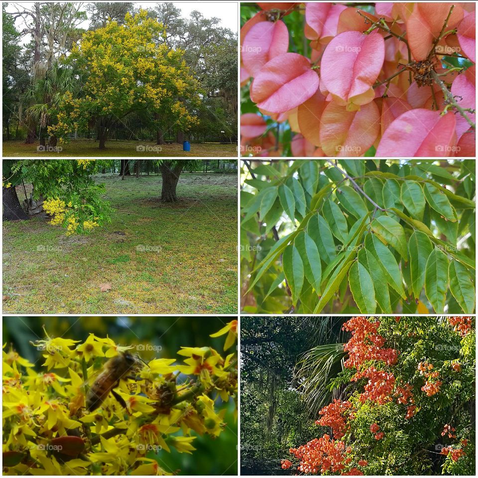 beauty of a tree..  this is all from the same tree.  talk about diversity and coexistence!! 😎😎😍😍