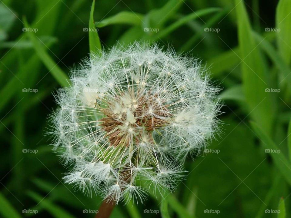Dandelion clock