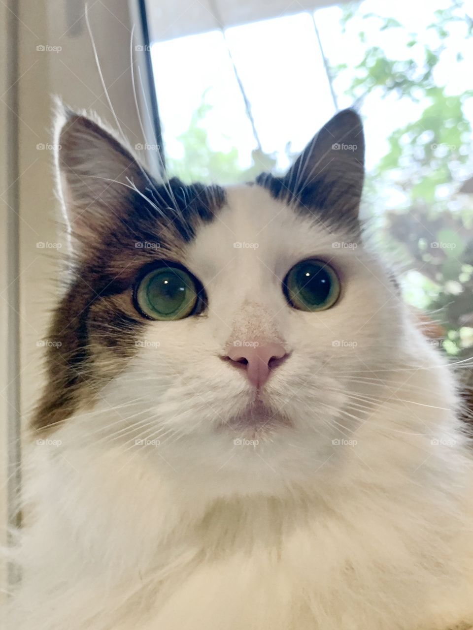 Cat with beautiful fur eyes and whiskers in focus