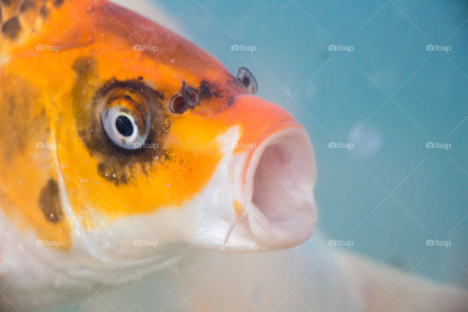 Close-up of fish in a tank