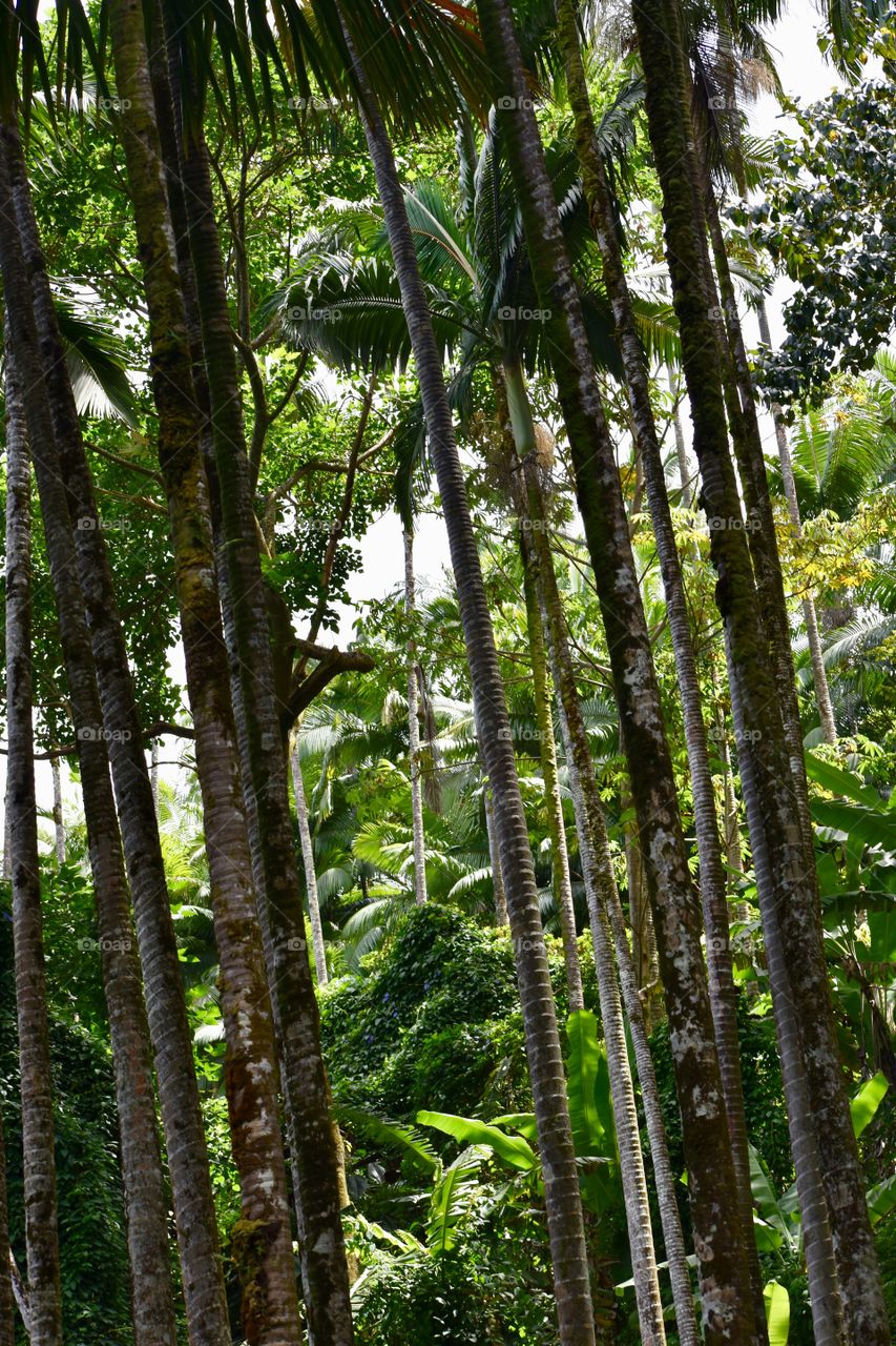 Tall palm rising from the Hawaiian jungle floor.