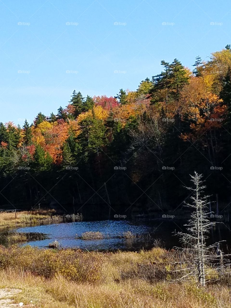 View of autumn trees and idyllic lake
