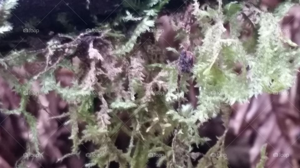 Hanging Moss