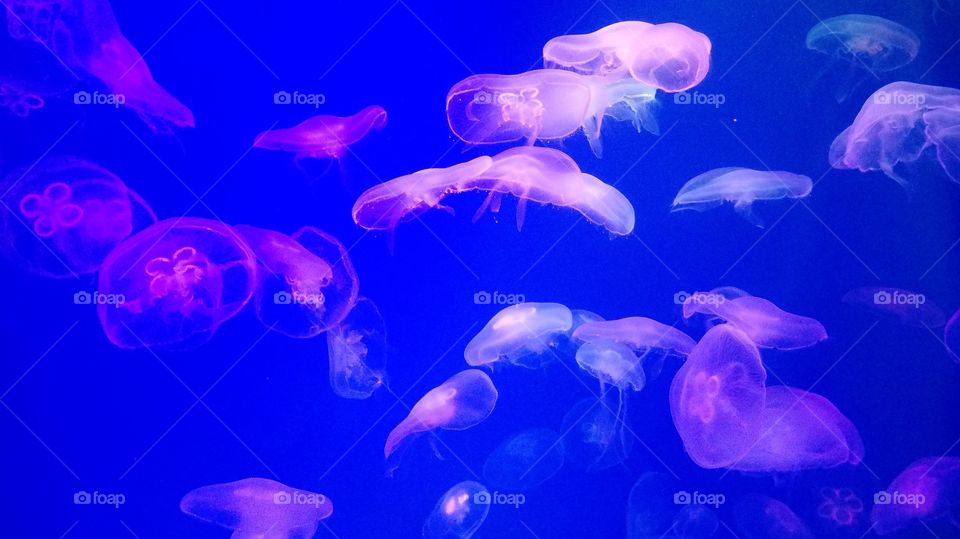 jellyfish
