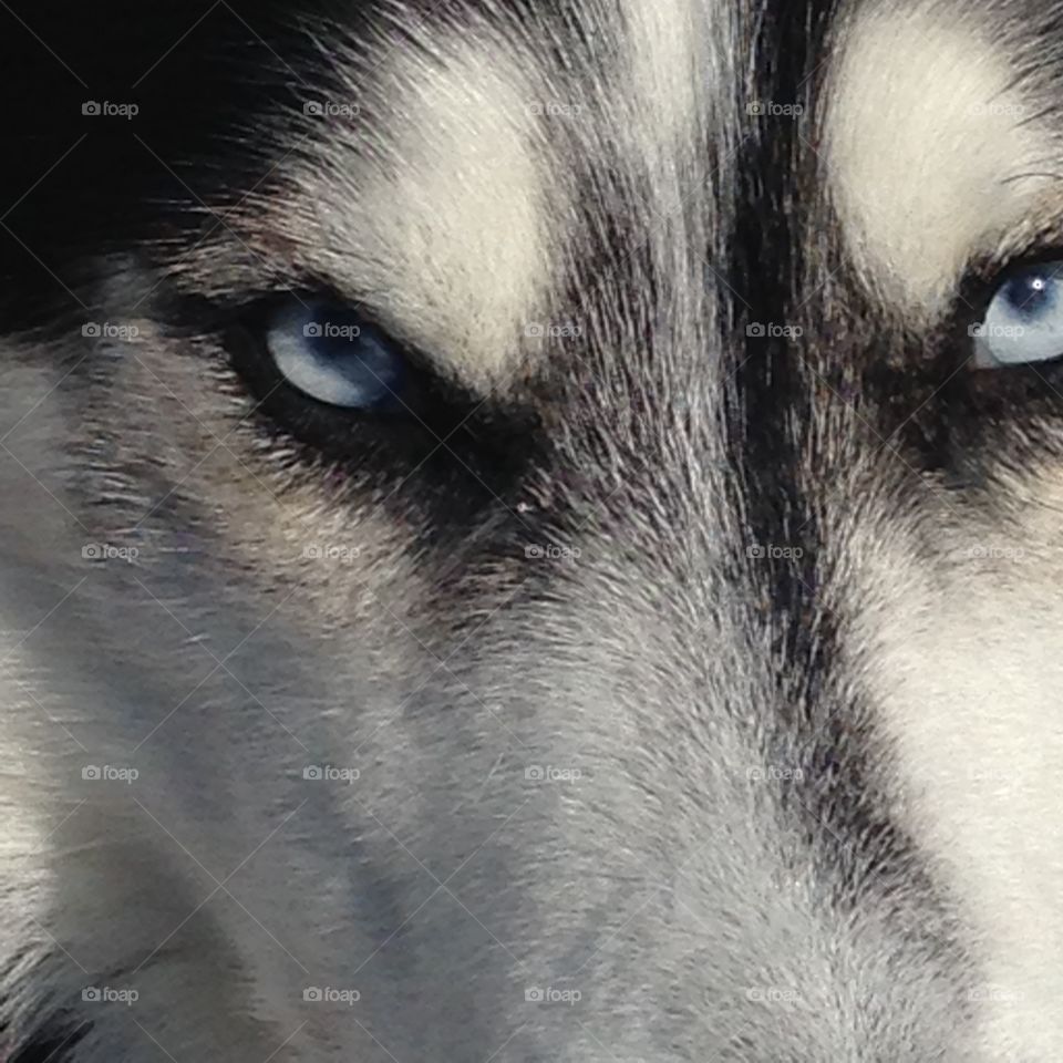 Husky eyes 