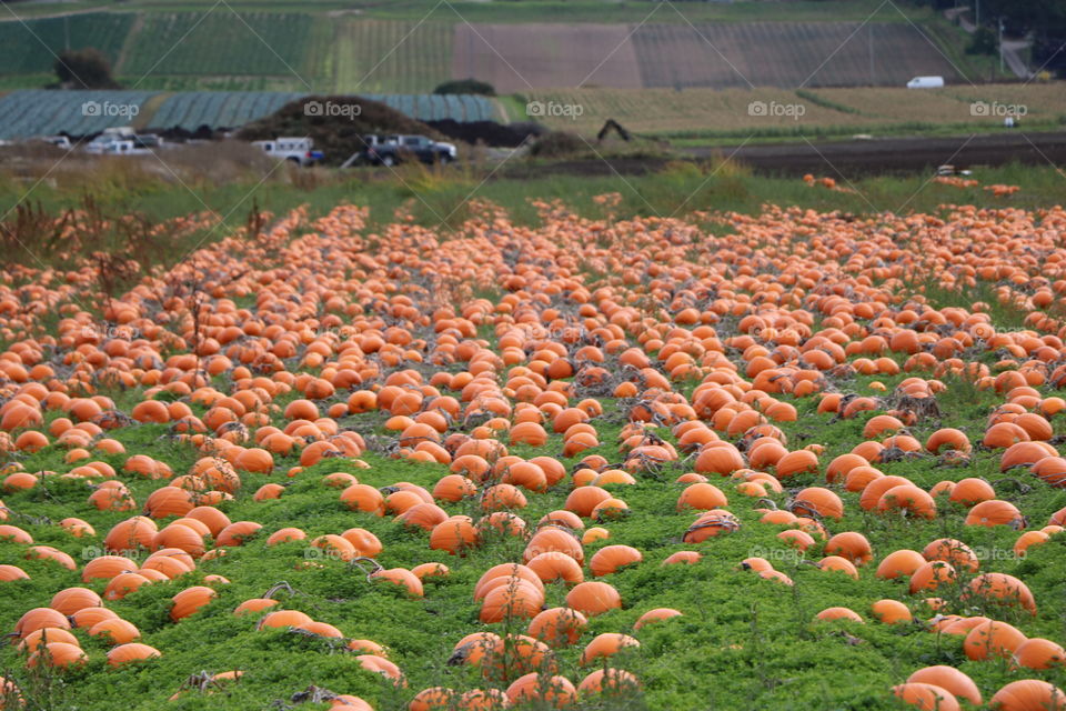 Pumpkin patch 