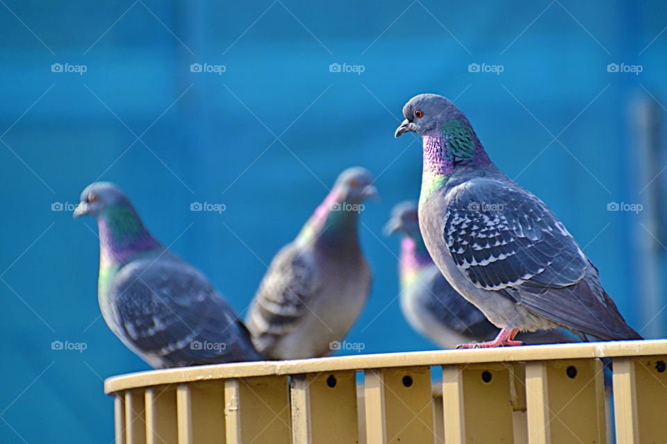 Close-up of pigeons