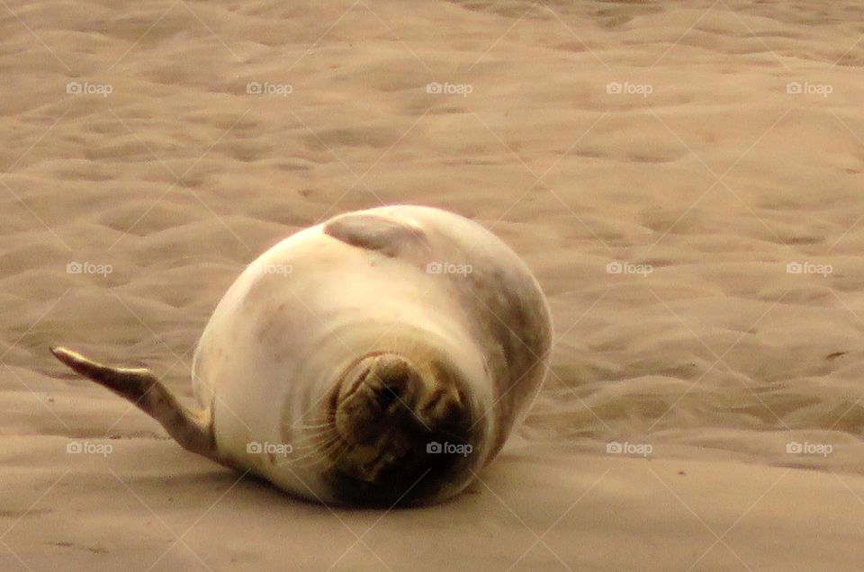 frolicking seal