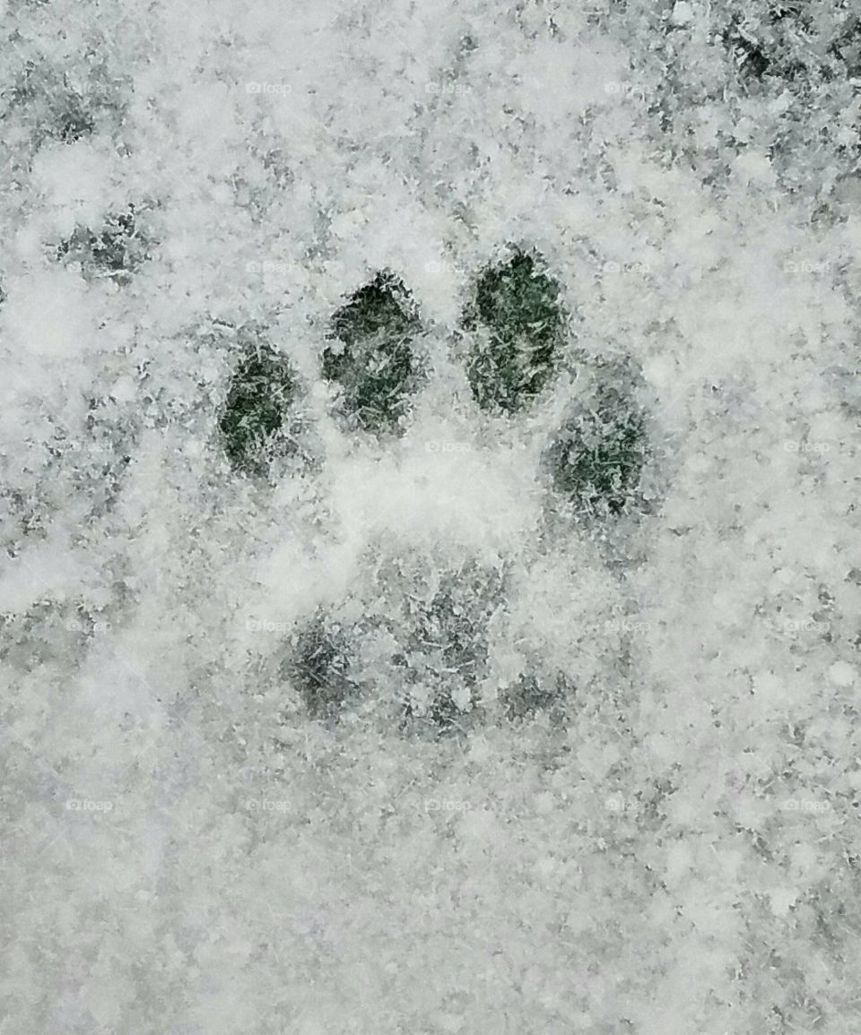 Cat footprint in the snow.