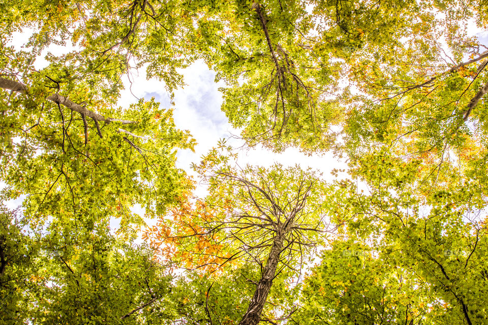 Green Forest Trees In Autumn
