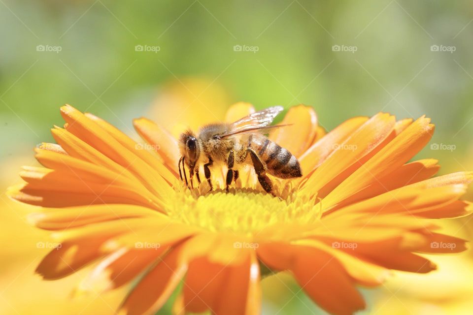 Closeup of one bee pollinating an orange colored flower 