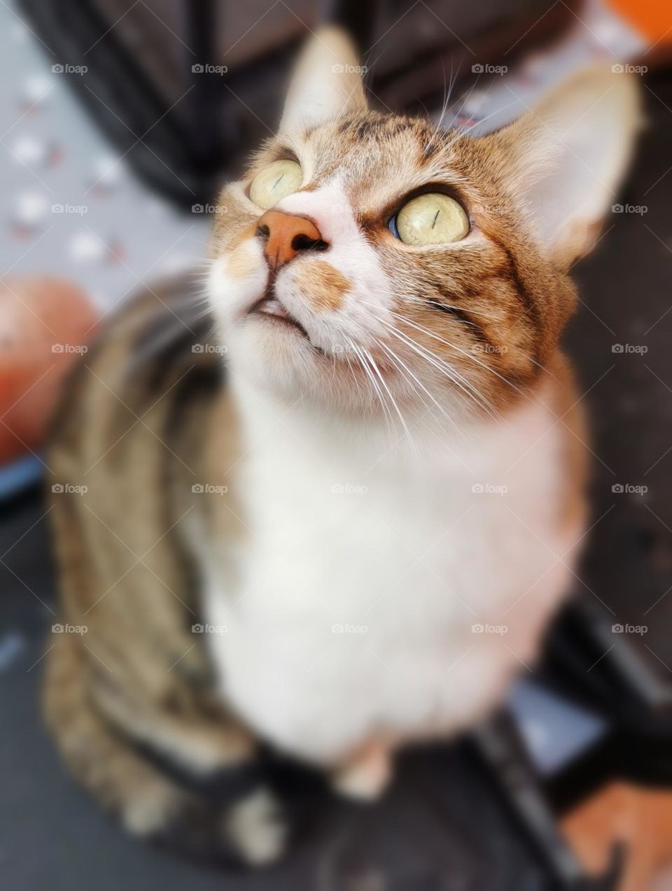 Look at this- a grey cat