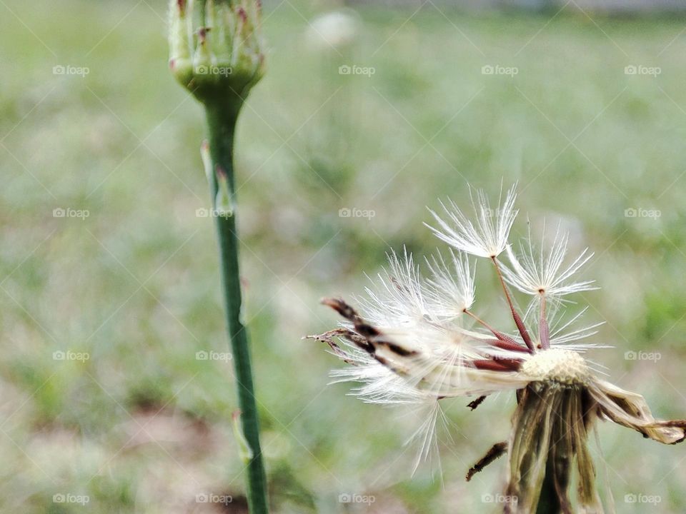 Dandelion,plant