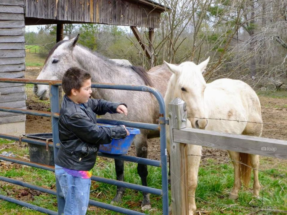 boy feeding horses