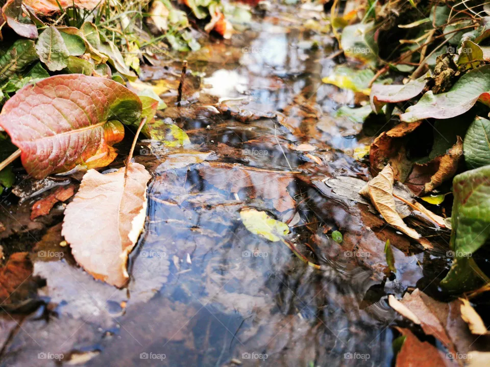 fall reflection
