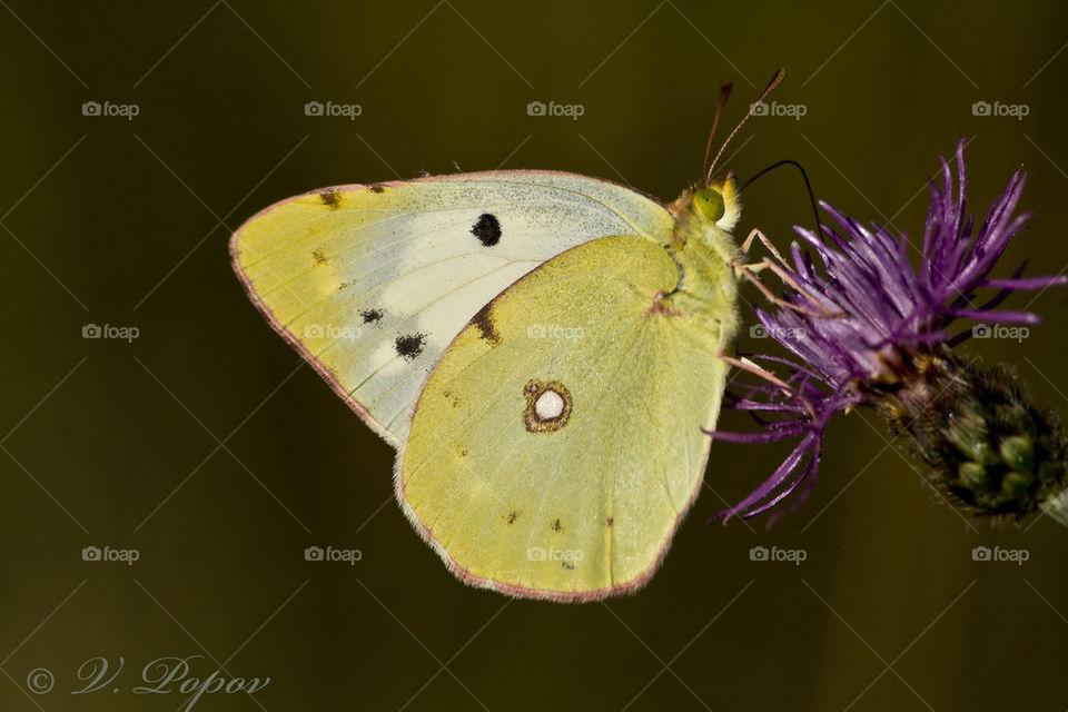 Clouded yellow