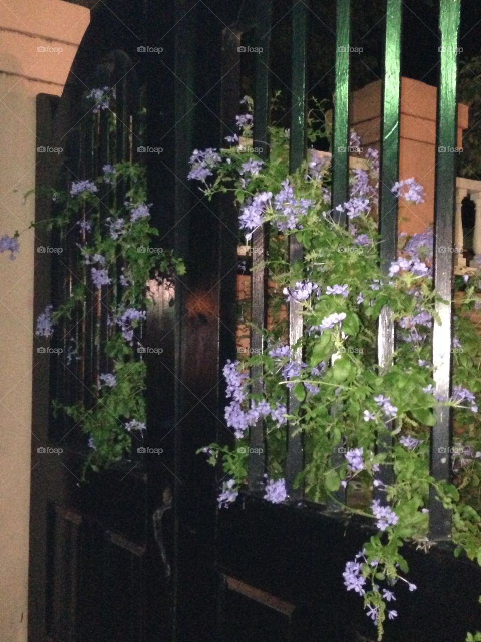 Flowers through a gate