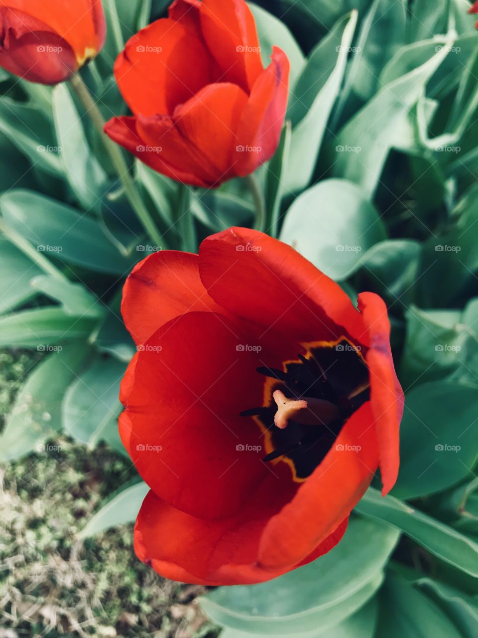 Spring has sprung with this beautiful, vibrant red tulip! 