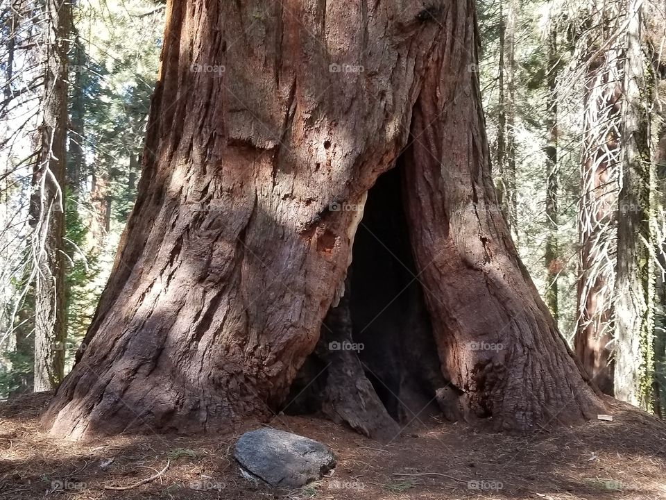 Tree, Wood, Nature, Sequoia, Bark