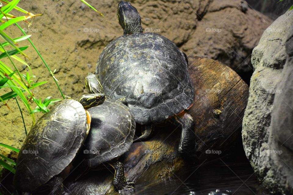 Turtles sunning on a log