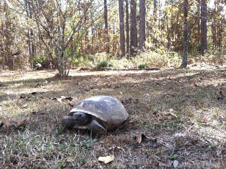 Gopher tortoise are long-lived reptiles that occupy upland habitat throughout Florida including forest, pastures, and yards. 