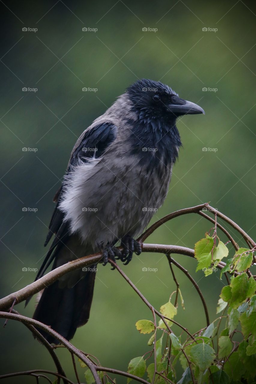 Bird on The branch during the rain 
