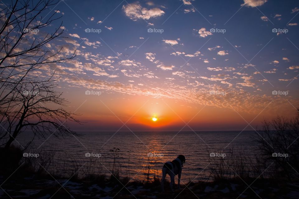 Silhouette of dog standing near sea