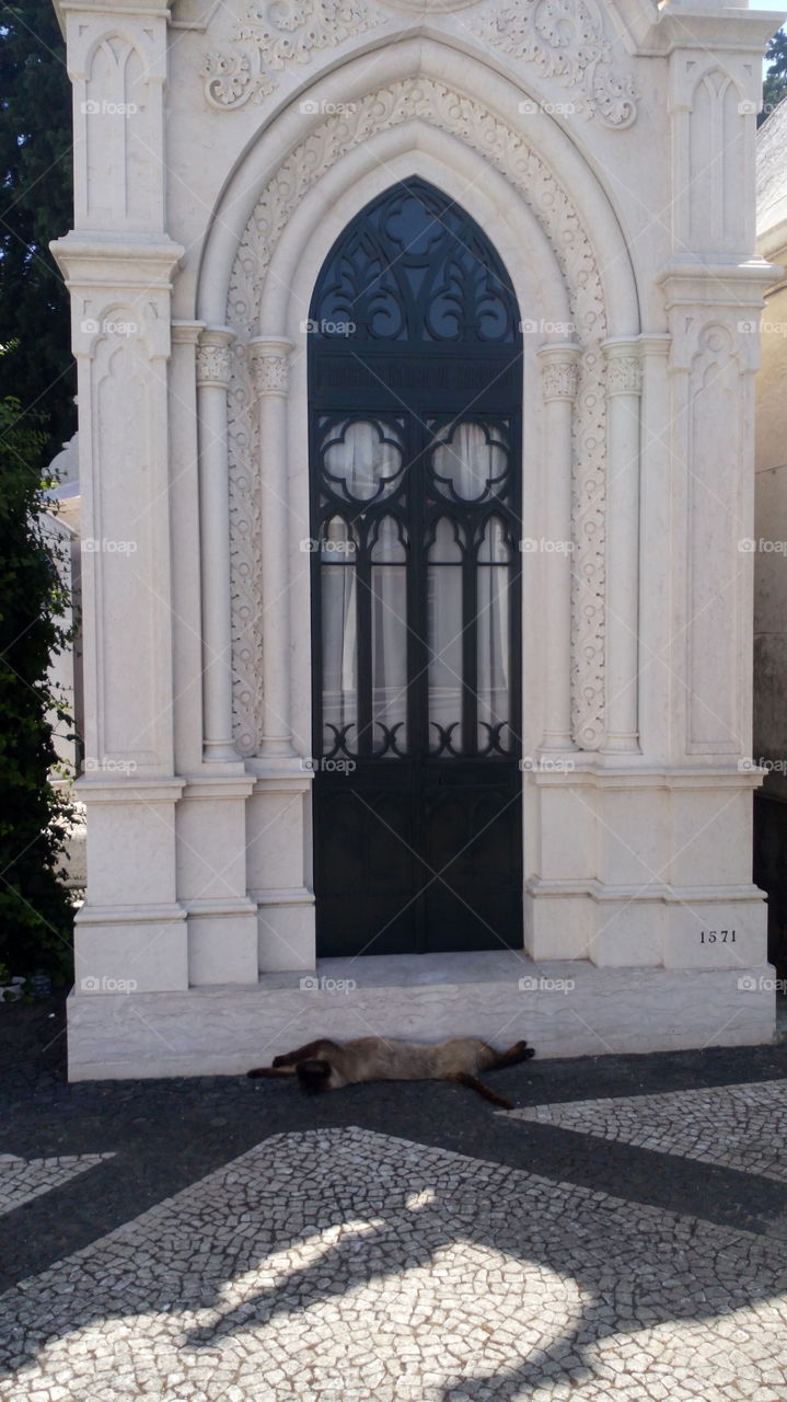 gato em cemitério dos prazeres