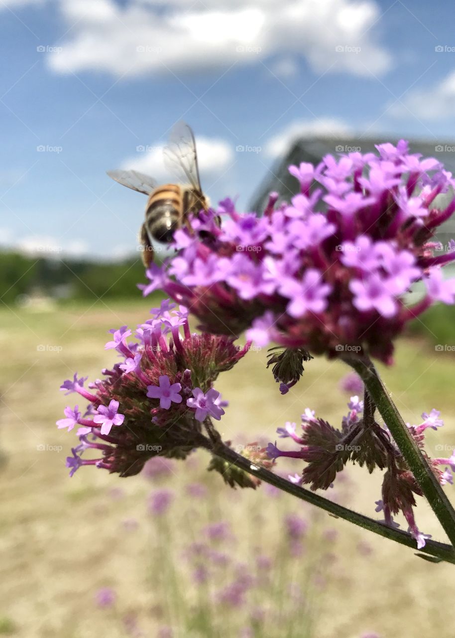 Bee on Flower