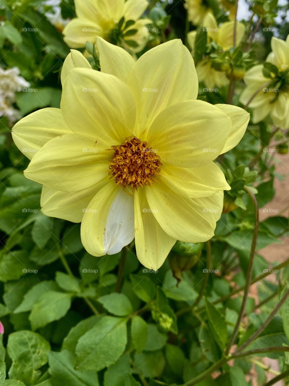 Yellow flower with one white petal