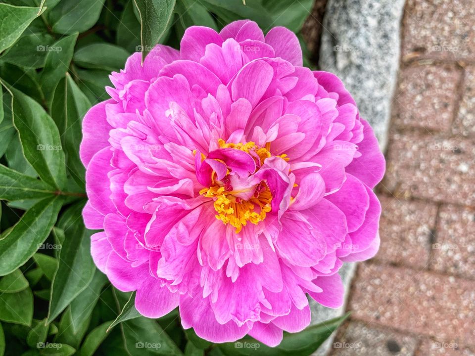 Beautiful flower blossoms of Chinese peony.