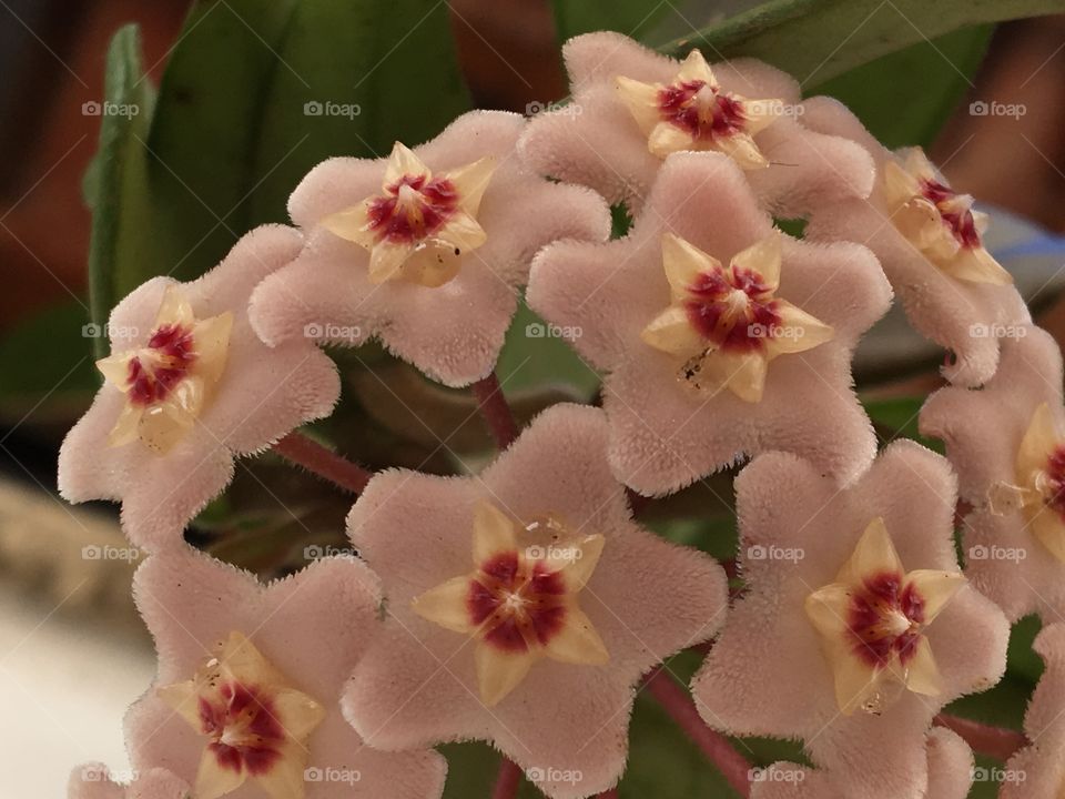 Flor de Cera / Hoya