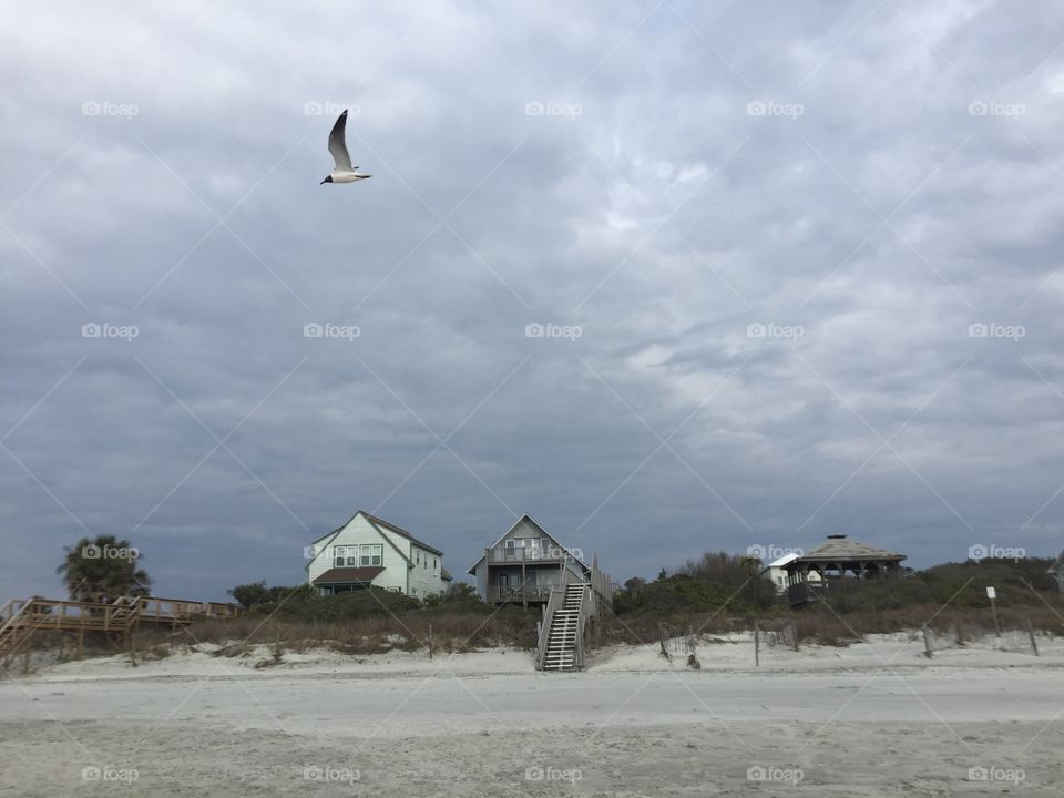 Seagull and Houses on the Beach