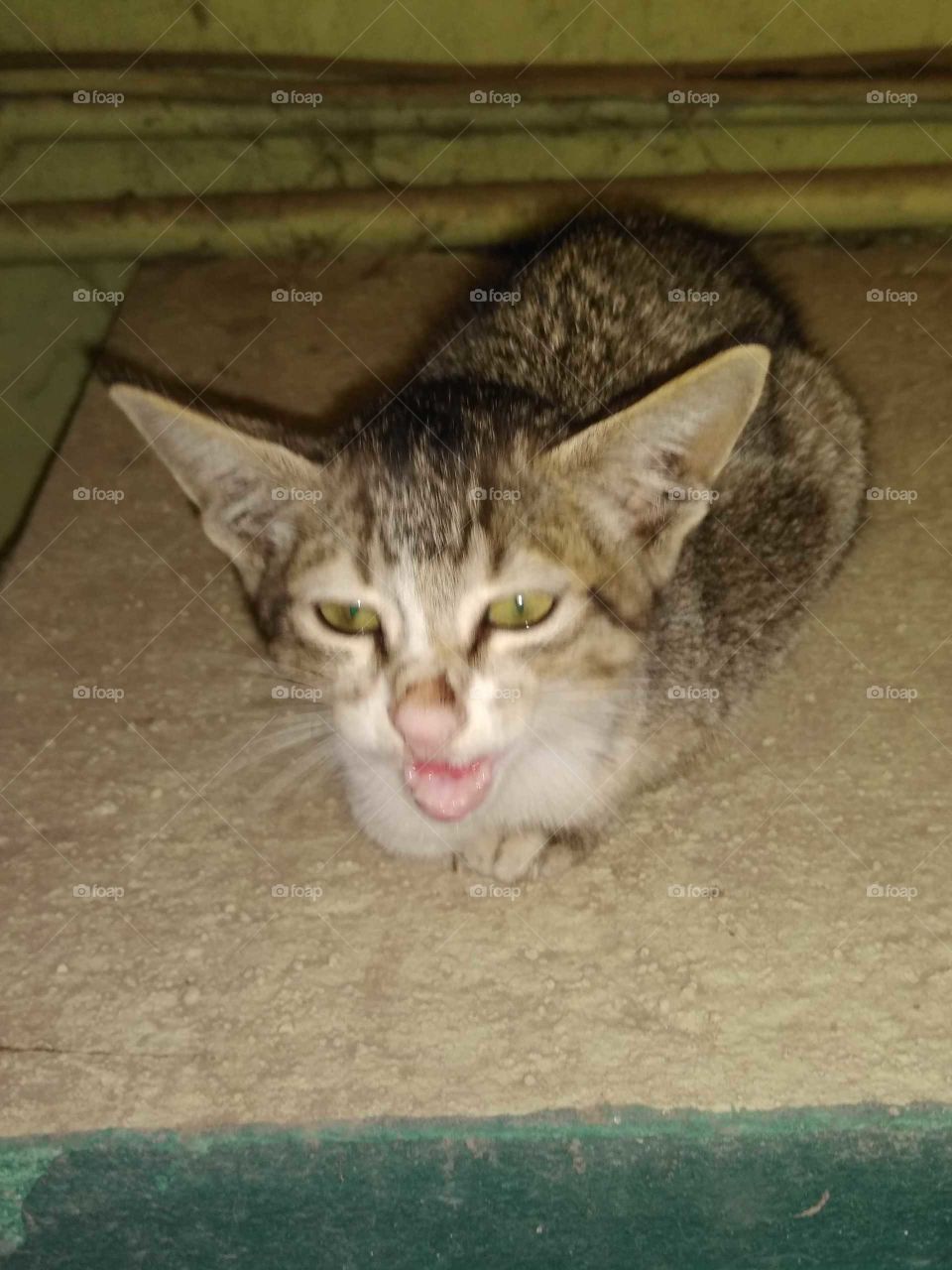 a alone kitten call mom