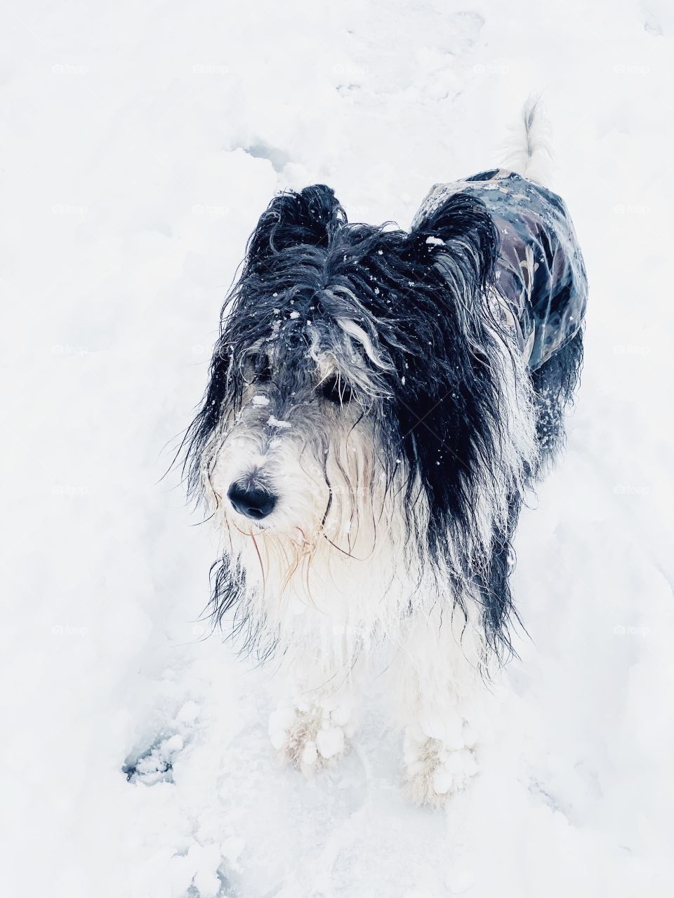 Big dog under the snow 