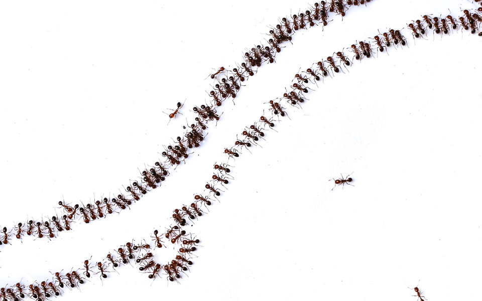 Large groups of ants on white background