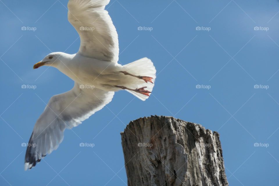 Seagull taking flight