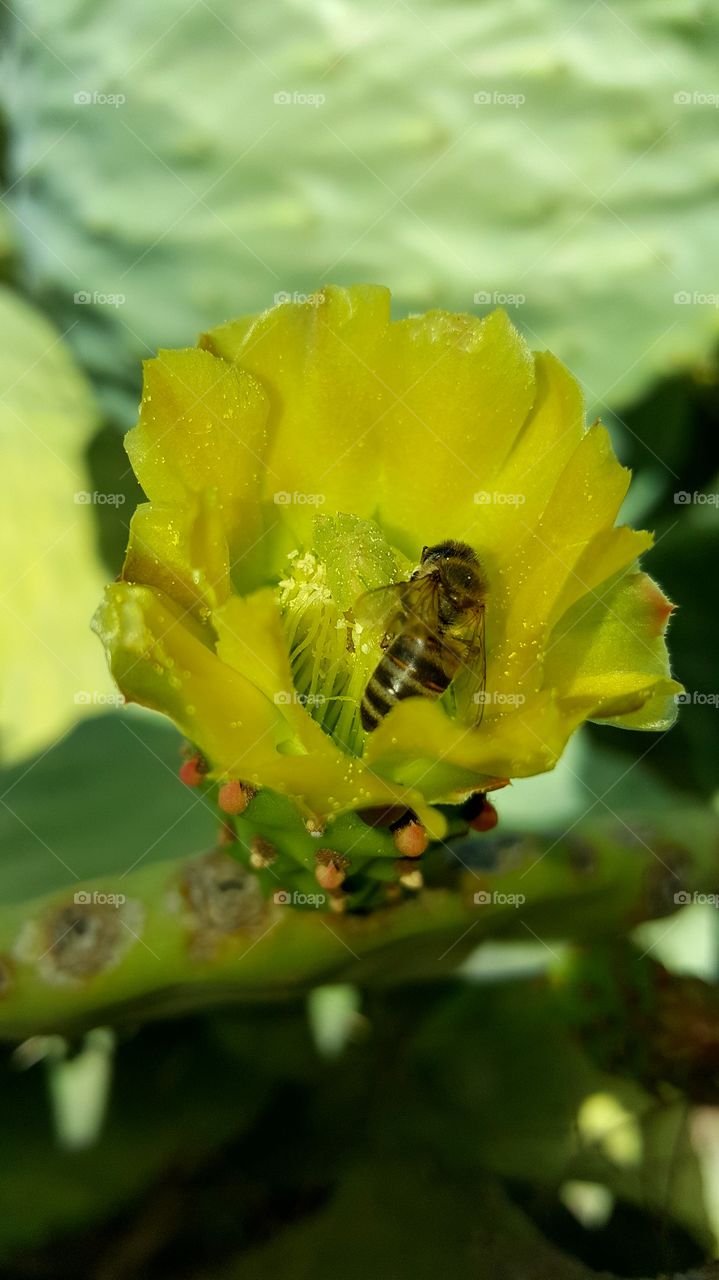 bee flowers cactus pollinators
