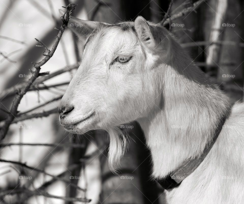 Portrait of a goat.