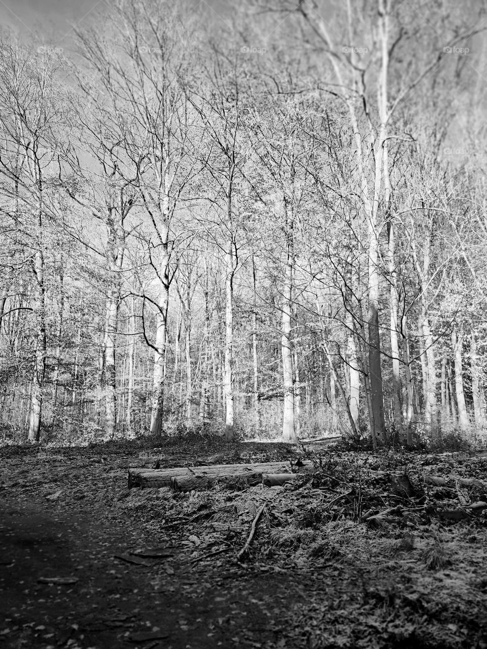 Wood, forest, nature