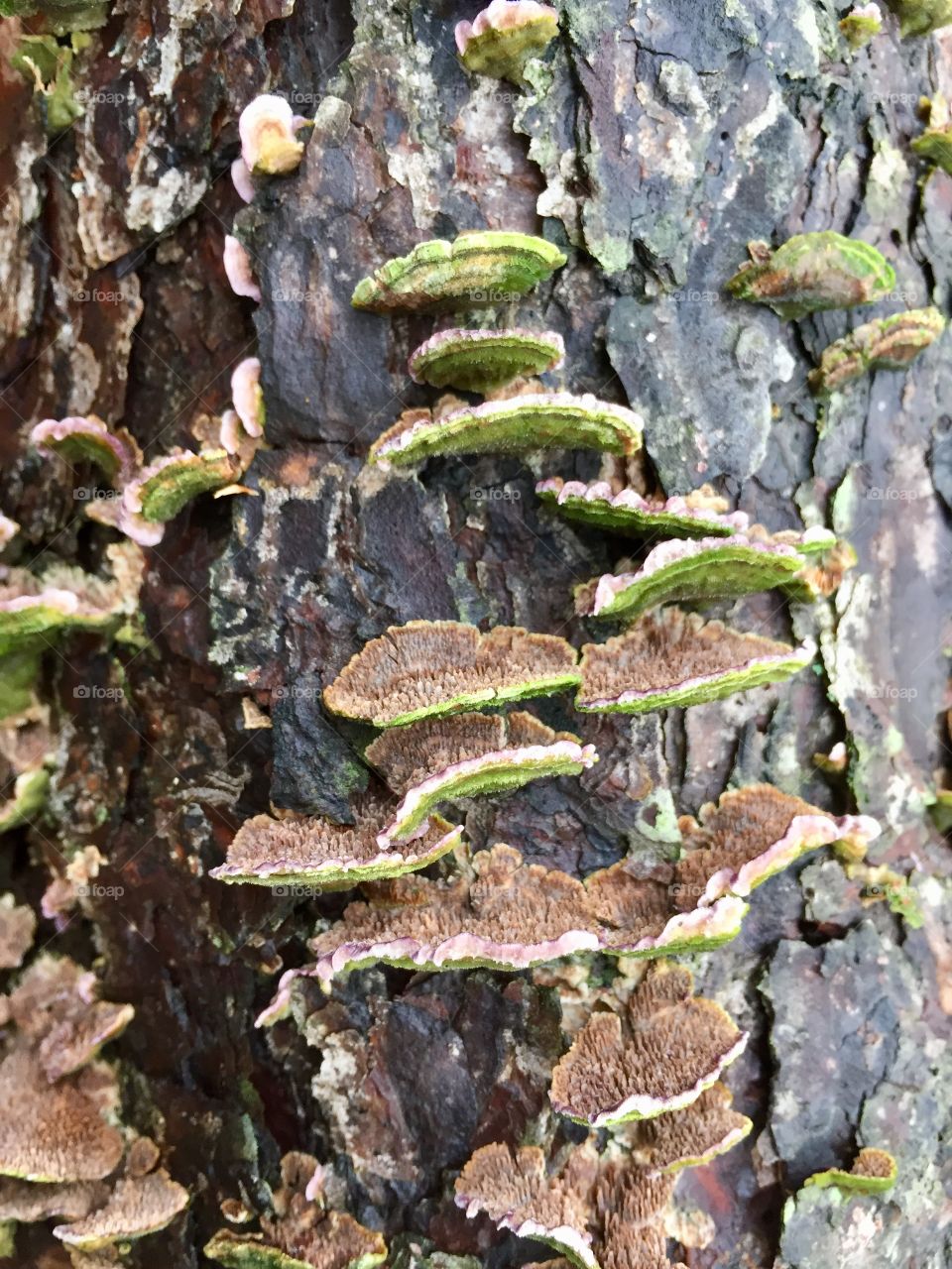 Close up of these green and brown things. Growing off a tree. Natural color contrast. 