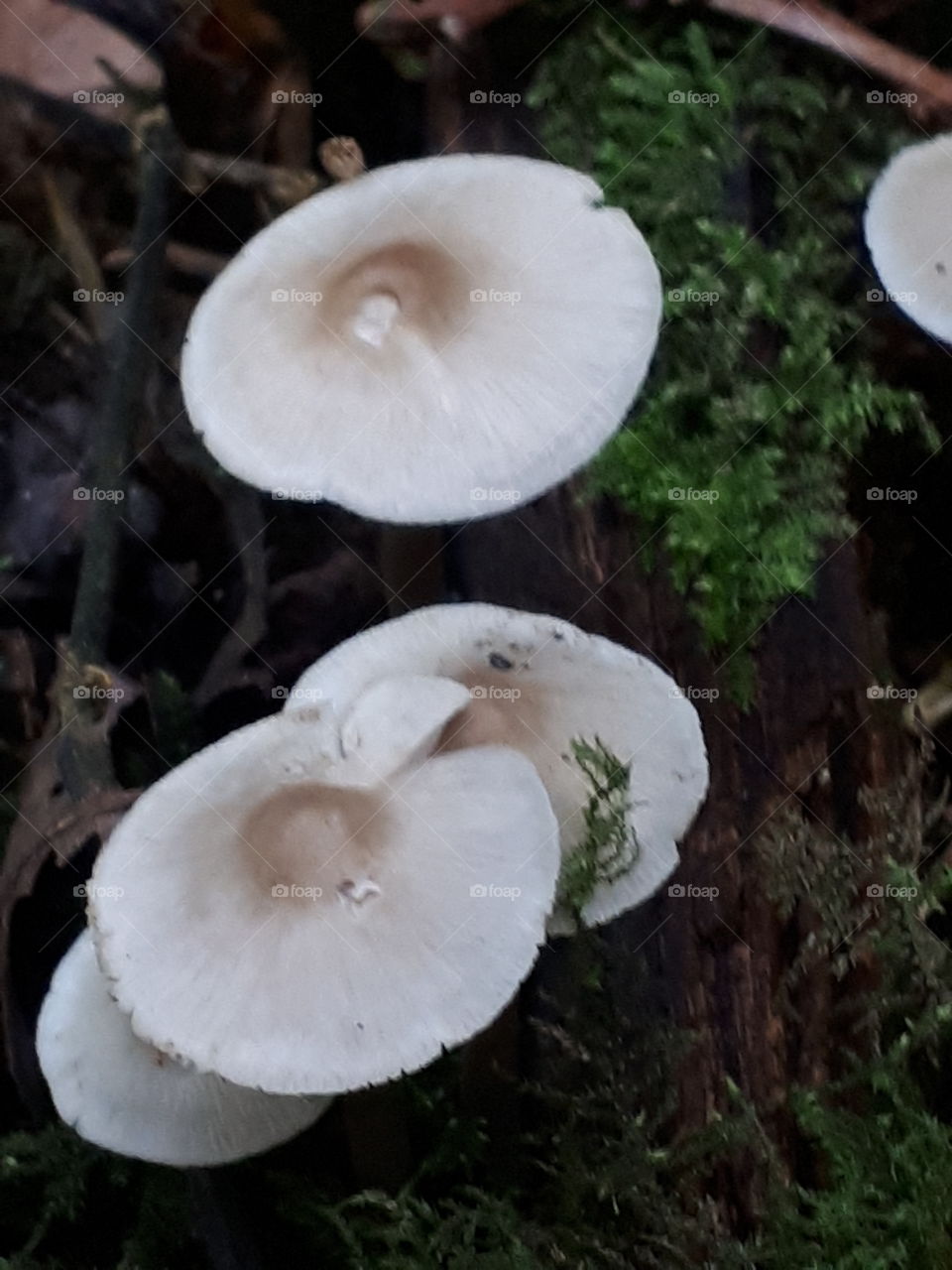 Fungus, Mushroom, Nature, Wood, Toadstool