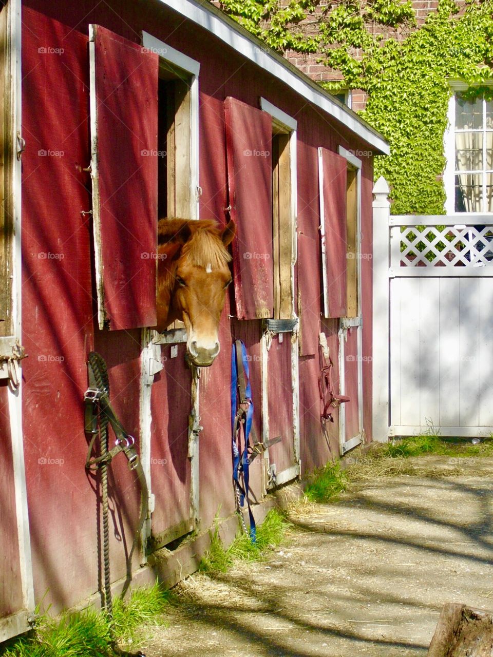 Horse in Stable