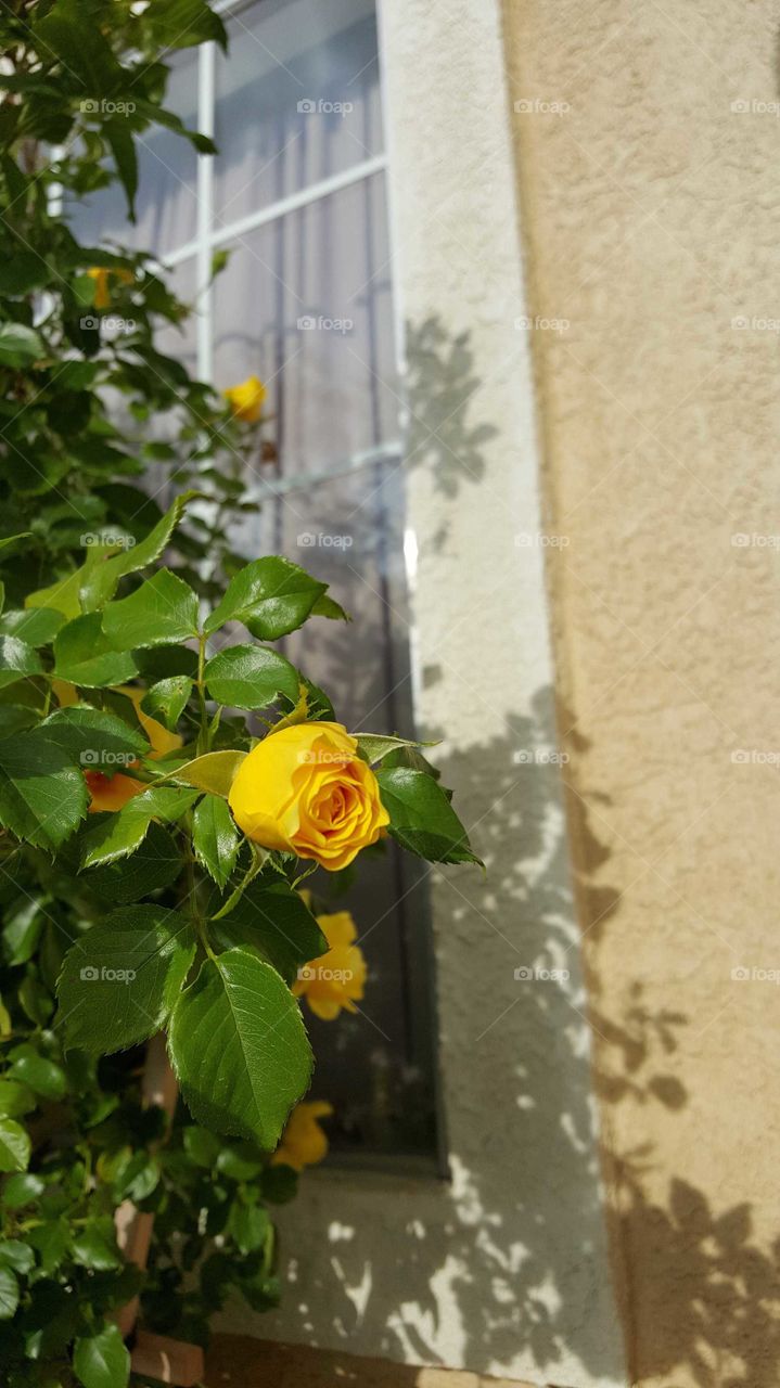 a yellow rose bud blooming in the high desert