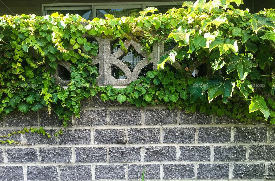 Trellis green vine brick garden wall