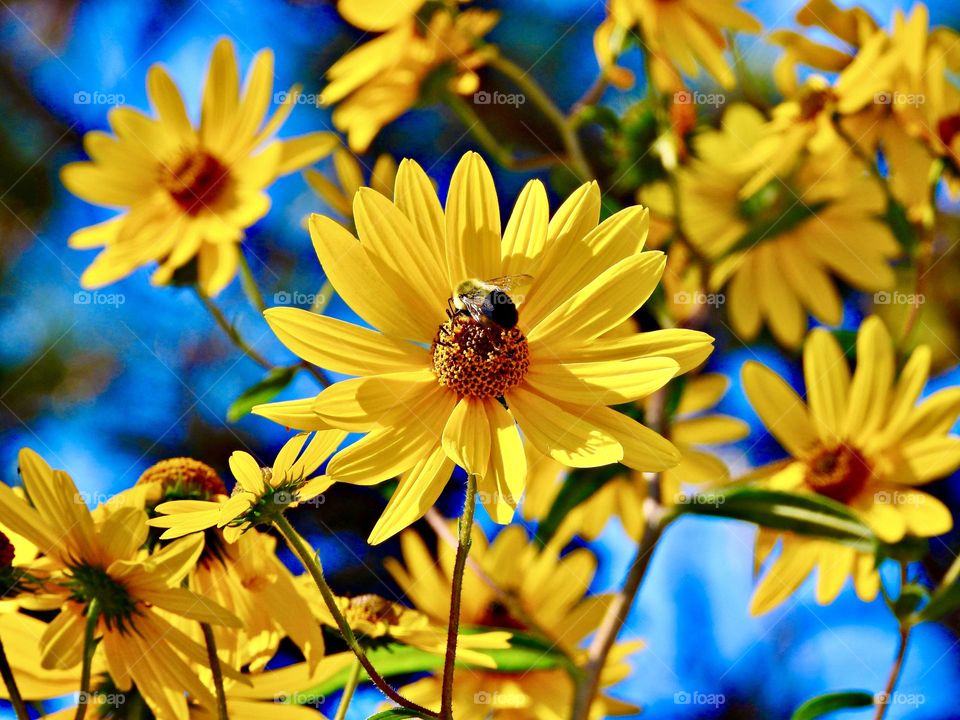 The Colors of Autumn- A busy bee is polluting swamp daisies. The Autumn palette is warm, rich, earthy and vibrant, and stretches from leaf greens to old gold, and from every shade of peacock