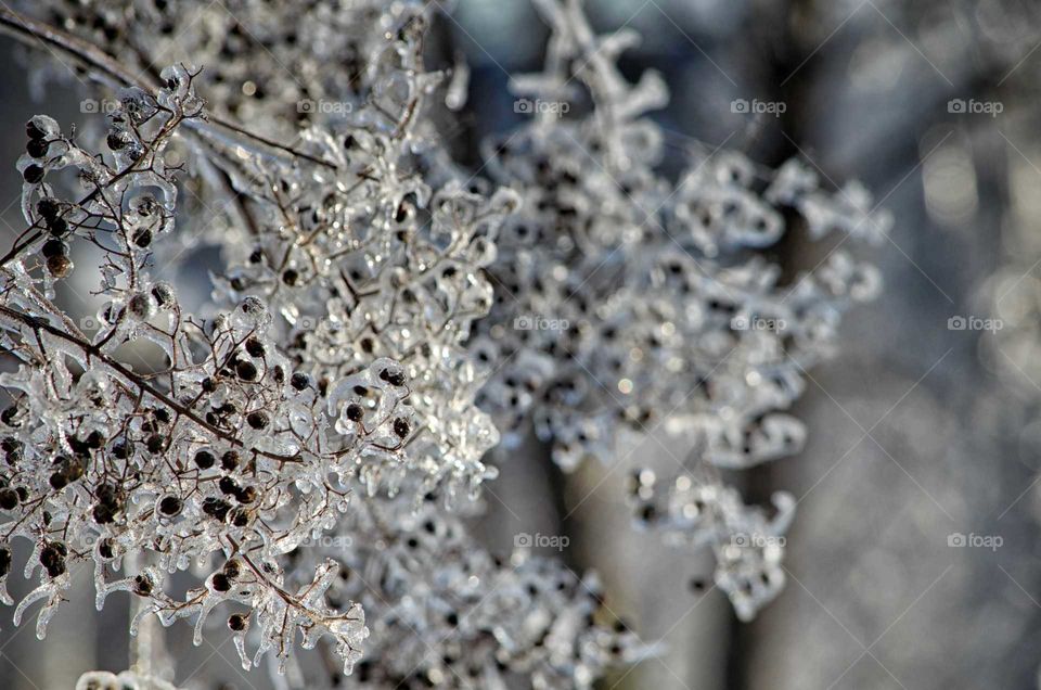 Frozen branch