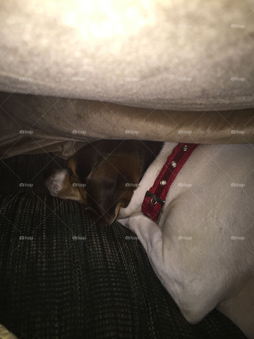 Hiding under The cover