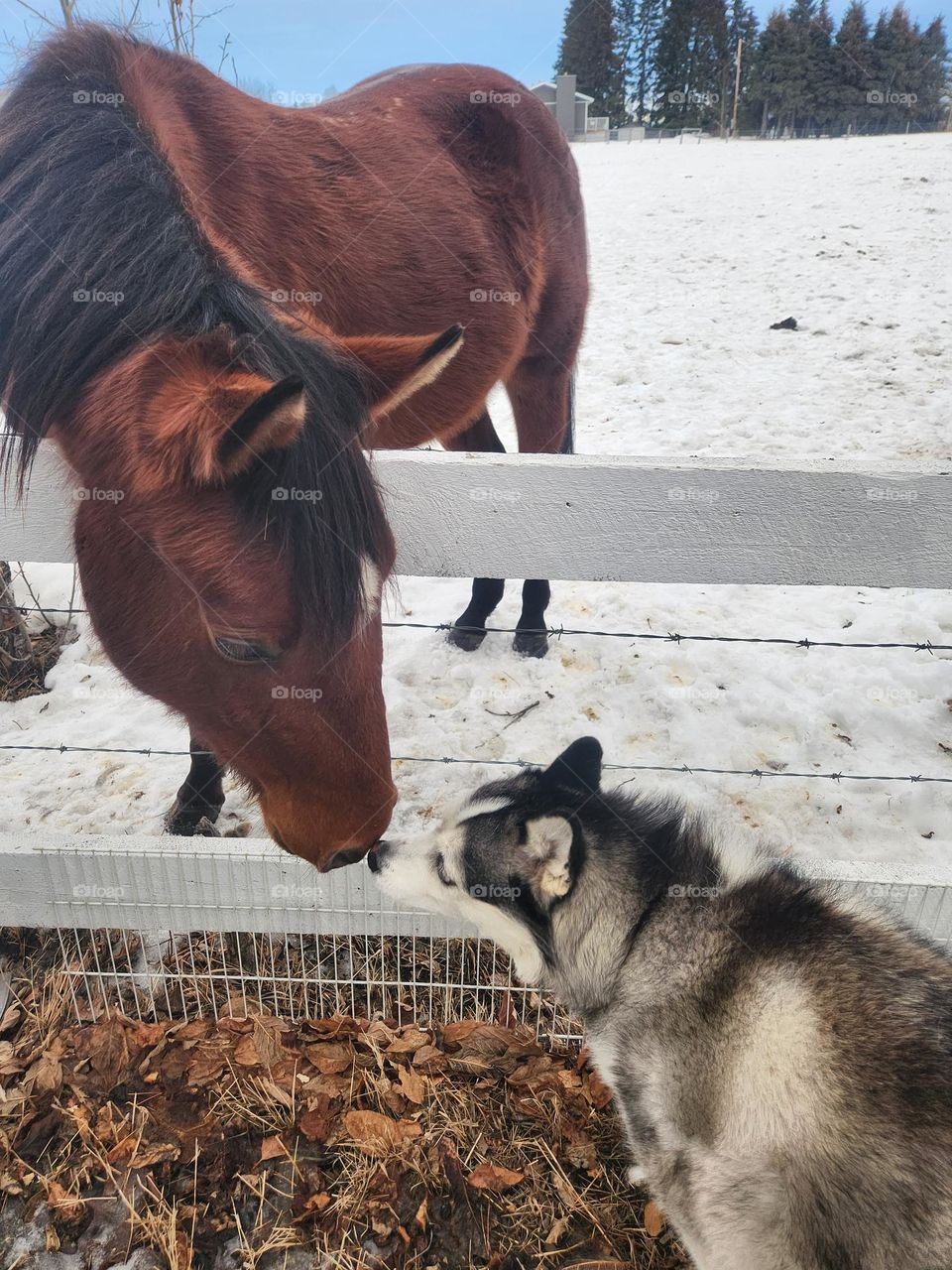 Siberian husky and his horse